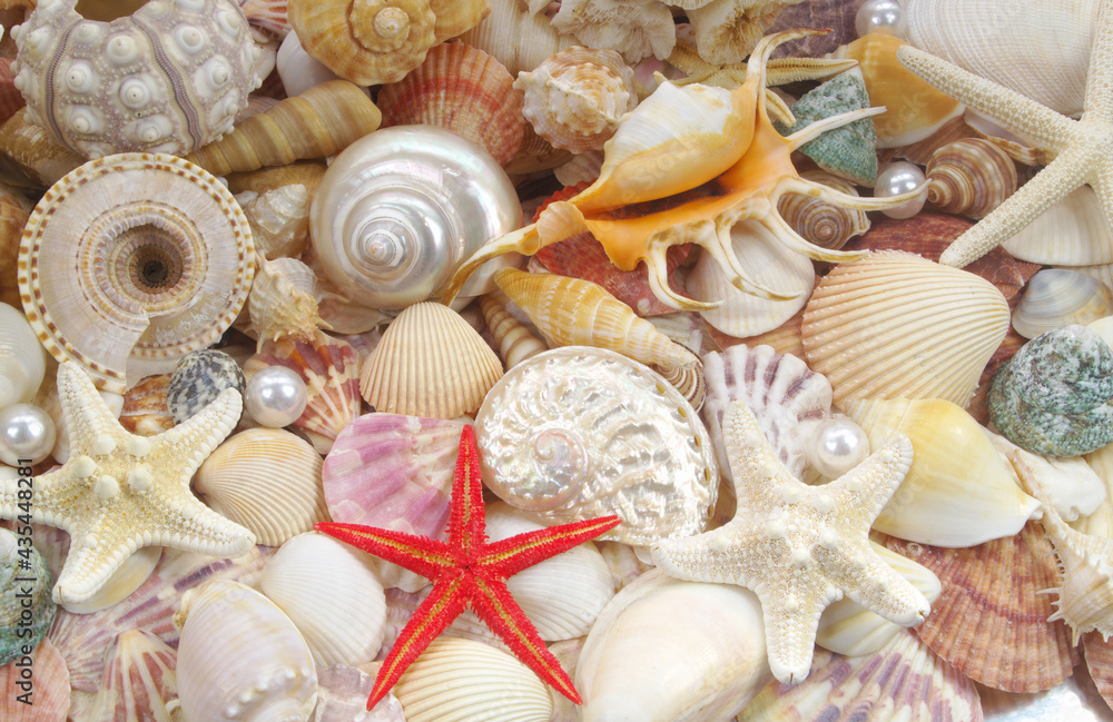 Different seashells, sea urchin, corals and starfishes as background	