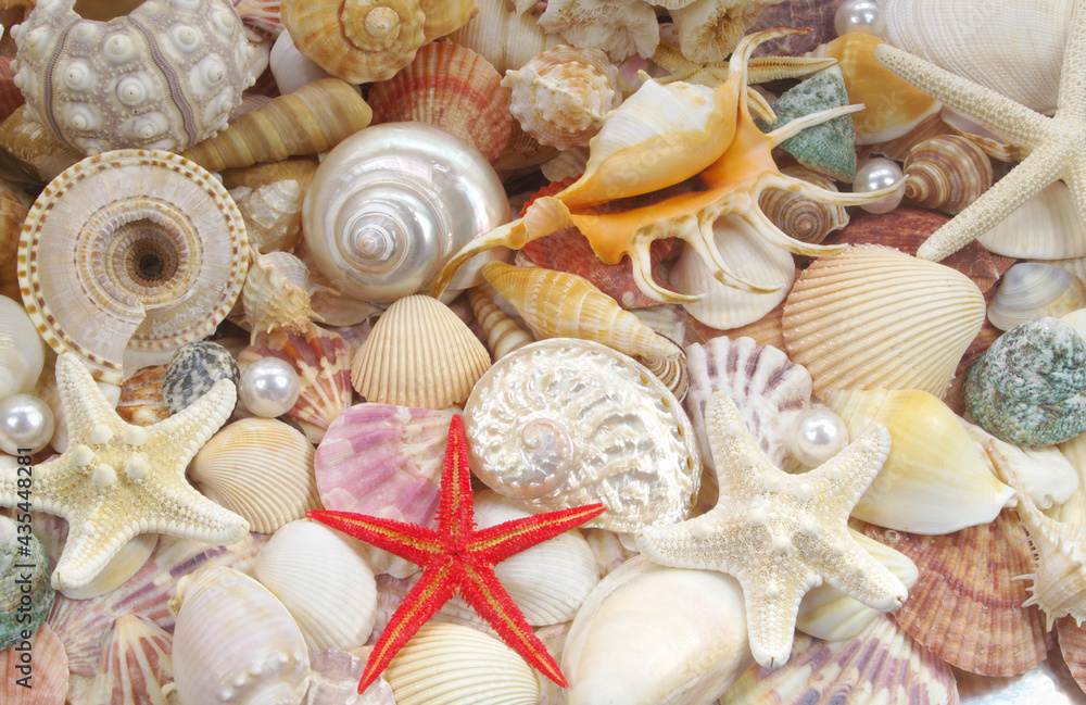 Different seashells, sea urchin, corals and starfishes as background Different seashells, sea urchin, corals and starfishes as background