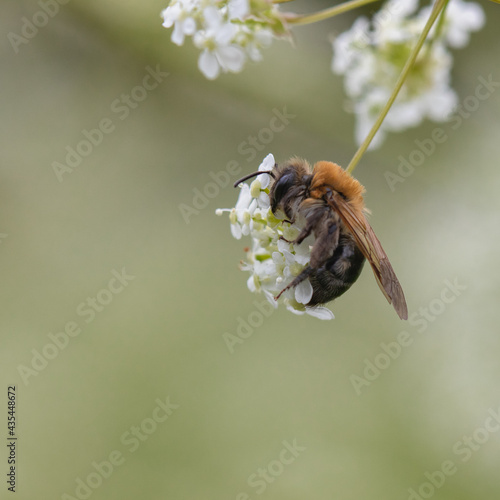 bee on a flower