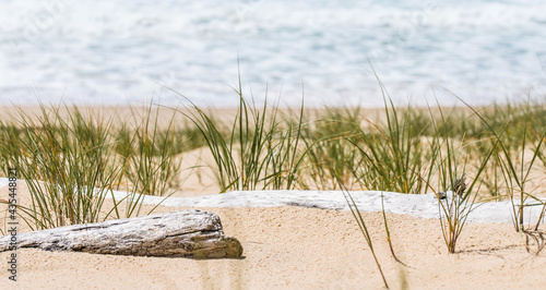 seagrass and driftwood on the beach