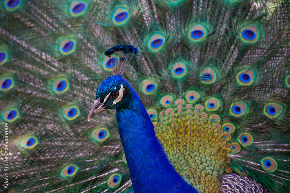 Obraz premium Peacock 
