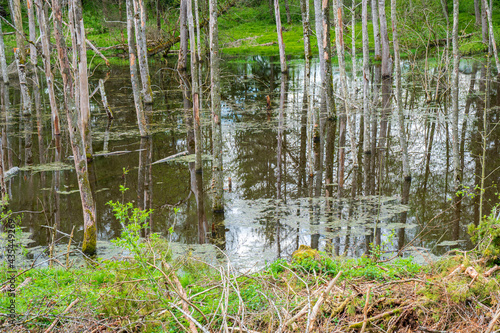protected biotope with old trees standing in water