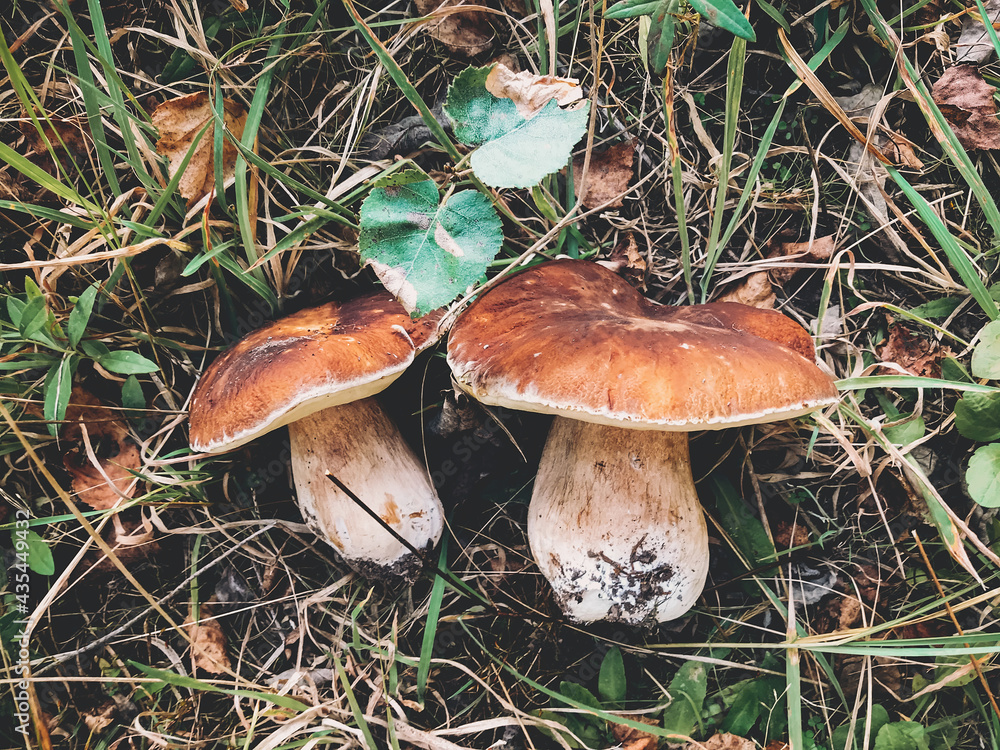 Fototapeta premium Beautiful mushrooms boletus on grass in sunny autumn woodland, top view. Boletus edulis family. Gathering porcini mushrooms in fall woods. Picking tasty delicious edible fungi