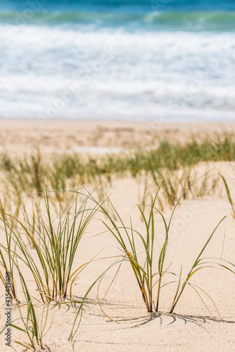 Fototapeta Naklejka Na Ścianę i Meble -  seagrass on the suny  beach