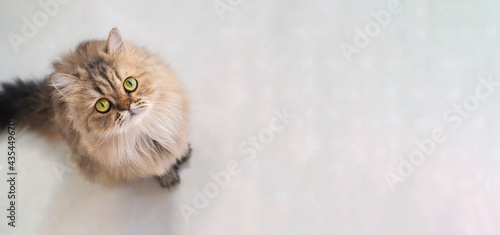Obraz na plátně Top view of cute happy british longhair chinchilla persian kitten cat standing and looking up at camera with copy space