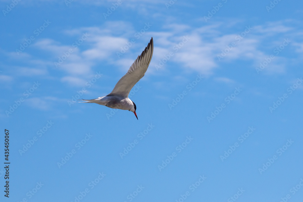 white tern flies close above the water in search of prey white tern flies close above the water in search of prey
