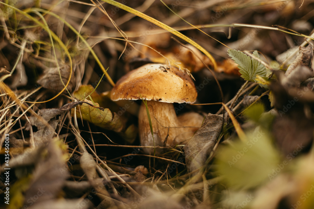 Fototapeta premium Beautiful edible mushroom boletus with brown cap in autumn woodland, soft focus. Boletus edulis. Porcini mushroom growing in fall woods. Tasty delicious fungi