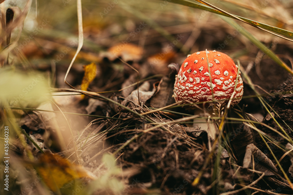 Beautiful toadstool poison mushroom with red cap growing in autumn woods, close up. Fly agaric, soft focus. Amanita muscaria toxic mushroom in fall woodland. Hallucinogen Beautiful toadstool poison mushroom with red cap growing in autumn woods, close up. Fly agaric, soft focus. Amanita muscaria toxic mushroom in fall woodland. Hallucinogen