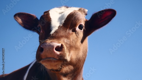 calves on the farm. portrait of a calf looking at the camera