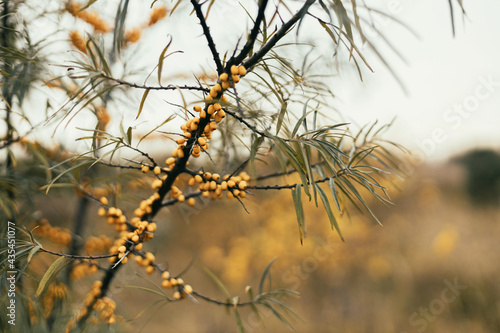 Beautiful sea buckthorn yellow berries on tree branches in autumn garden. Soft focus. Ripe orange Sea-buckthorn berries. Natural oil and medical herbal supplies. Space for text. Hippophae tree
