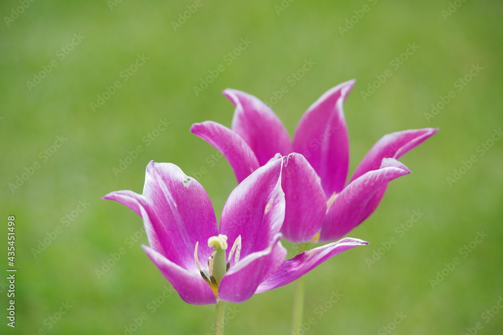 Fototapeta premium Tulpen