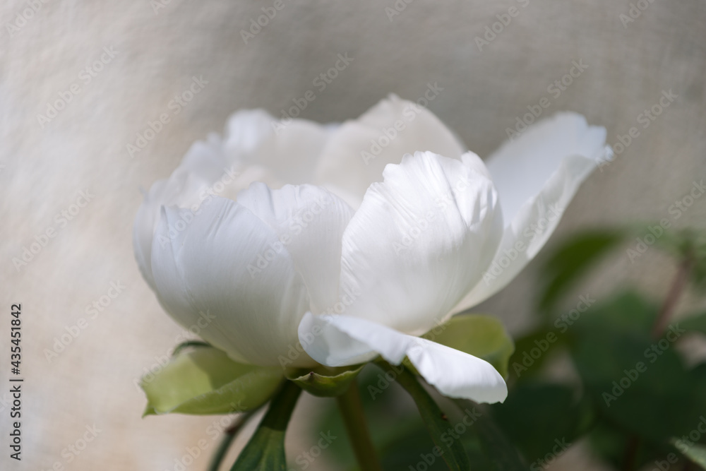 pure white woody peony blossom on a painterly warm grey background