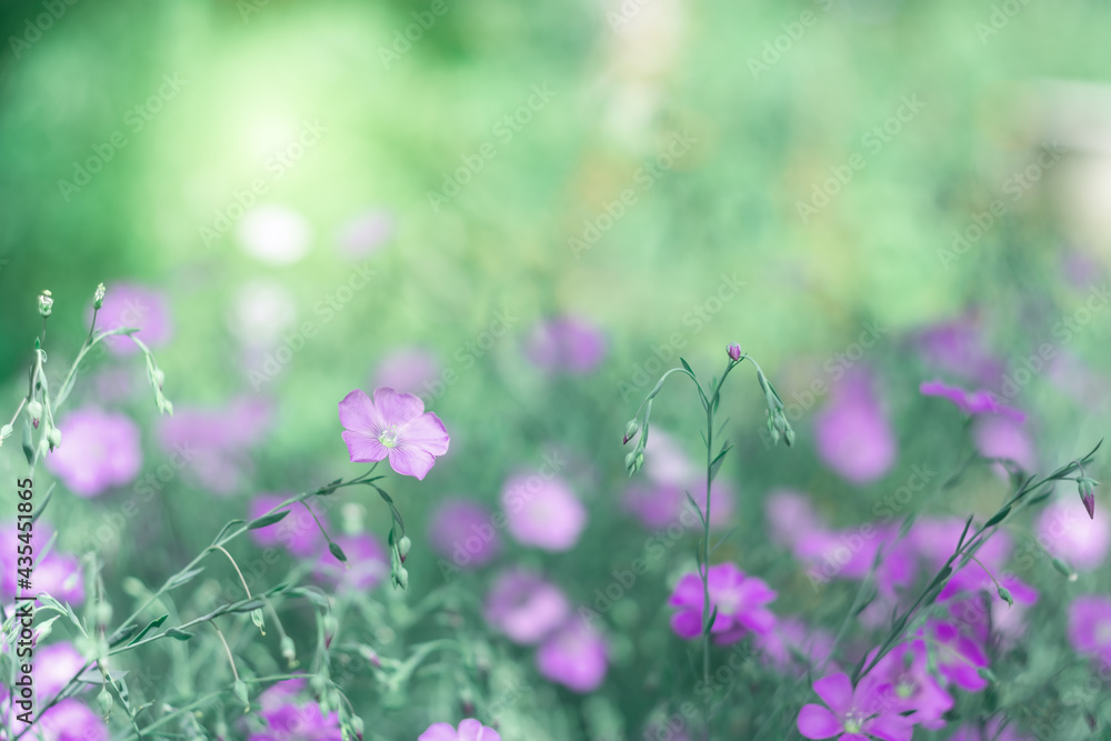 Purple flax flowers on a blurred green background. Beautiful art image. Selective soft focus.