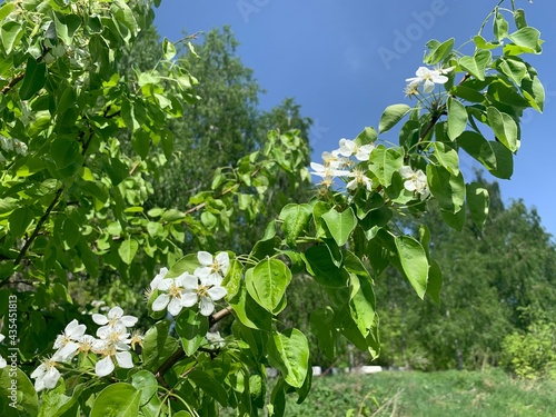 White flower on apple tree. Blooming apple tree in spring. 