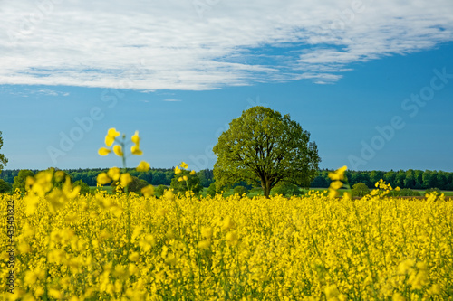 Colorful yellow Rapeseed field in Northern Germany with a green tree, beautiful landscape and blue sky with clouds on a sunny day with foreground