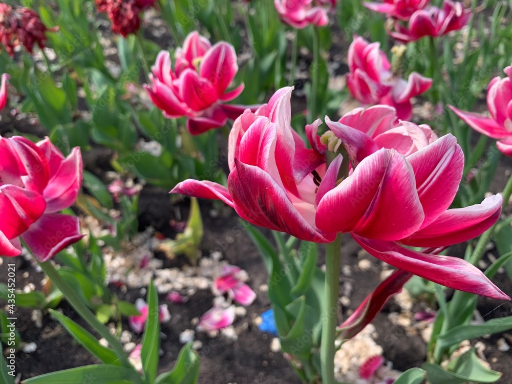Fototapeta premium tender red pink tulips in the field or in the garden white tulips flowering field pattern. Macro of red tulip flowers meadow. Many pink fluffy hybrid tulips in garden. Early spring flowerbed flora
