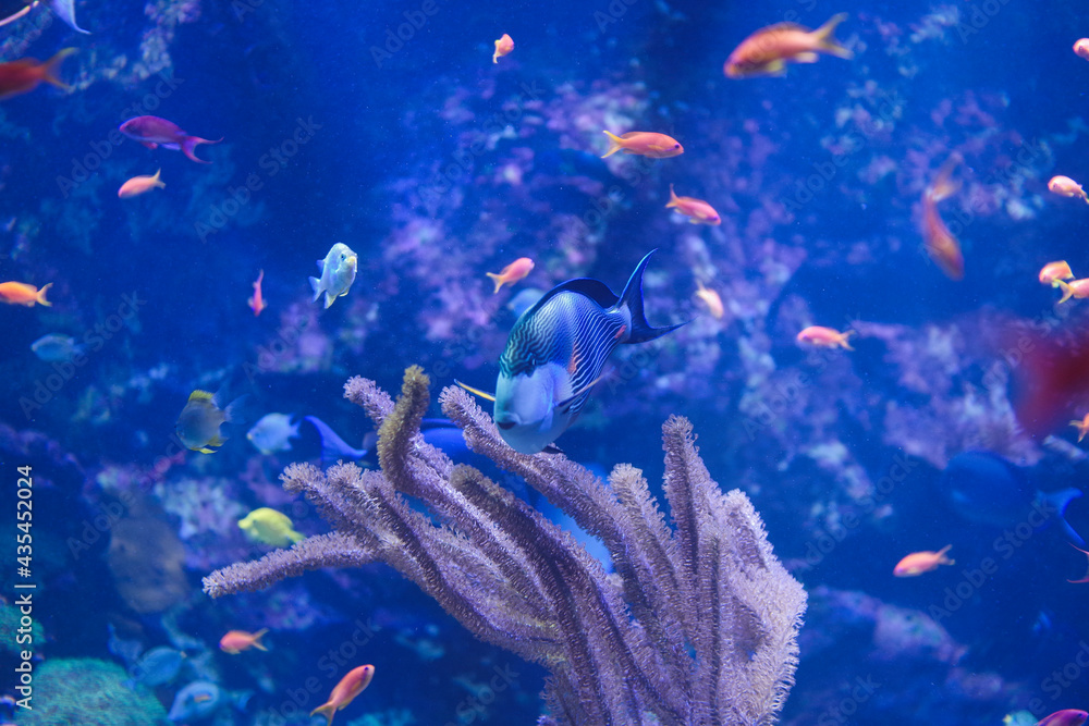 Fototapeta premium a doctor fish is swimmin in a fish tank in the zoo
