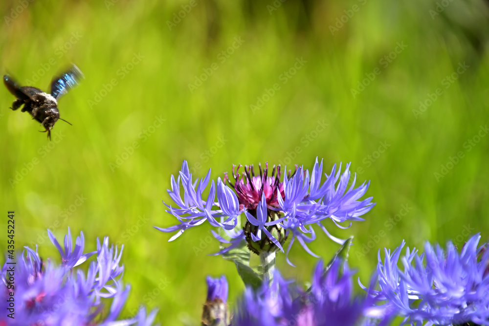 The carpenter bee flies over the cornflower flower The carpenter bee flies over the cornflower flower