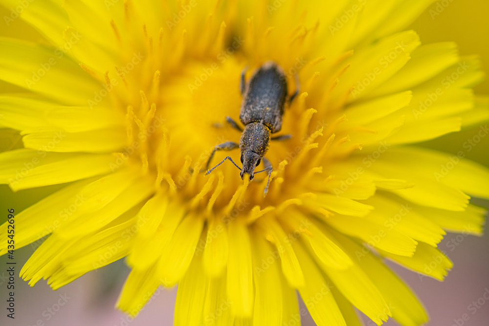 Weevil beetle poses for a beautiful dandelion flower, close-up. Weevil beetle poses for a beautiful dandelion flower, close-up.