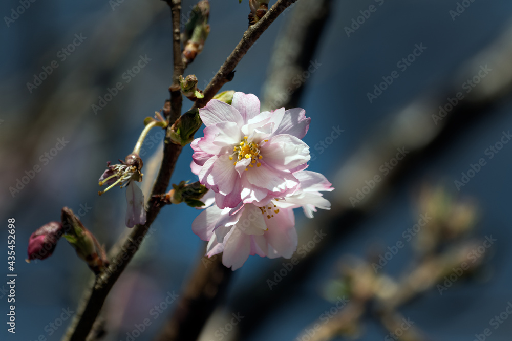Pink ornamental cherry tree flowers in spring, against a blue sky, close up Pink ornamental cherry tree flowers in spring, against a blue sky, close up