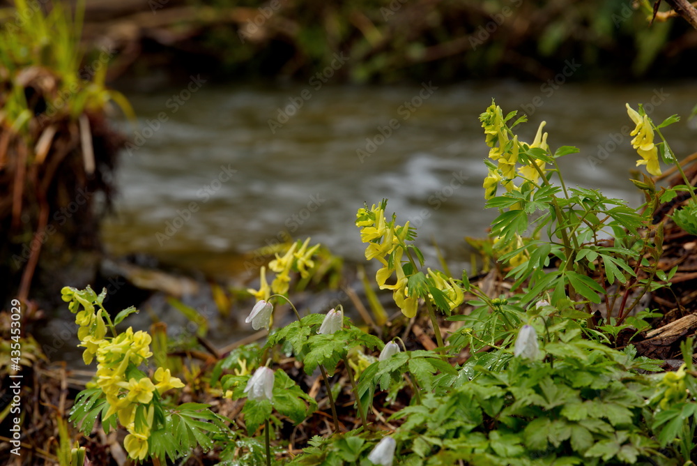 Russia. South of Western Siberia. Kuznetsk Alatau. Spring flowers on the bank of the Borisovsky mountain stream, the right tributary of the Tom River.