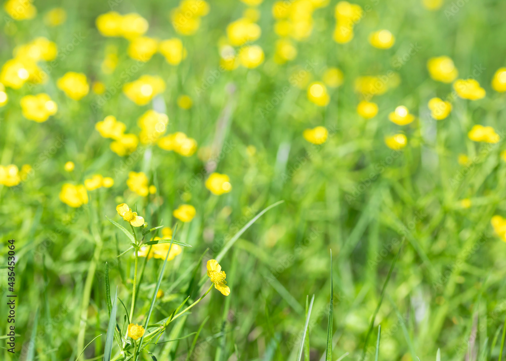 Obraz premium Yellow flowers green grass selective focus