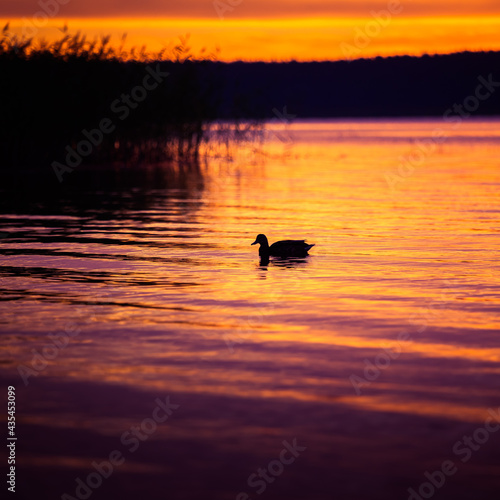 Beautiful mallard ducks swimming in the lake during sunrise hours. Summertime scenery with water birds in Northern Europe.