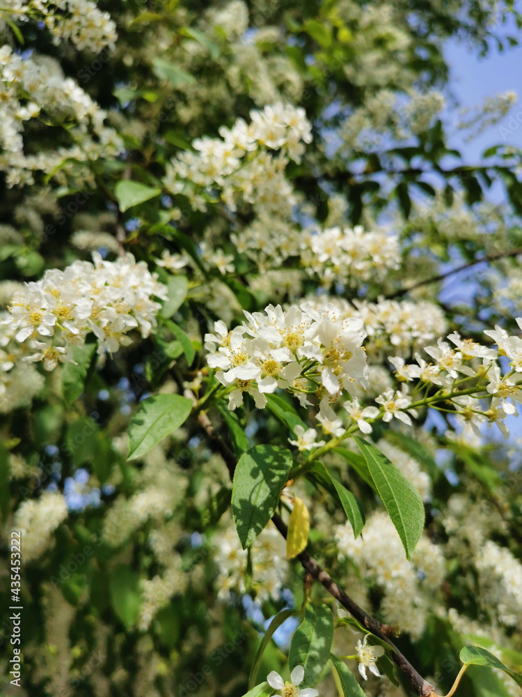 Cherry blossom inflorescence on a sunny spring day in the park on Elagin Island in St. Petersburg. Cherry blossom inflorescence on a sunny spring day in the park on Elagin Island in St. Petersburg.