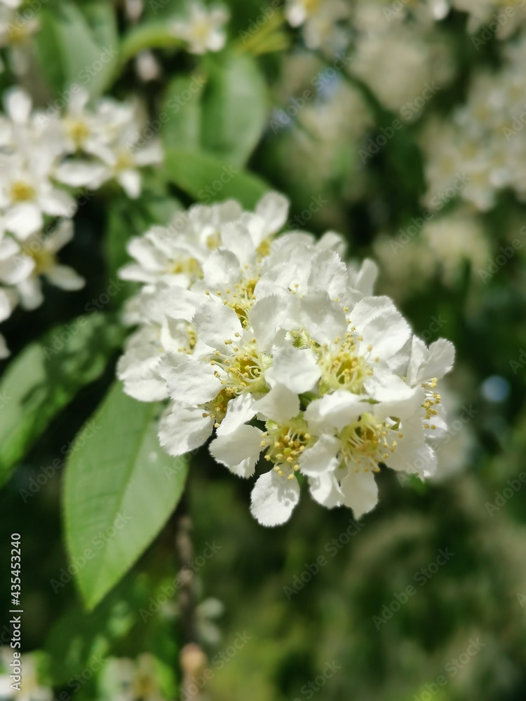 Cherry blossom inflorescence on a sunny spring day in the park on Elagin Island in St. Petersburg. Cherry blossom inflorescence on a sunny spring day in the park on Elagin Island in St. Petersburg.