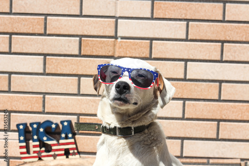 Proud American white dog celebrates Fourth of July summer holiday. A patriot dog with sunglasses in American flag colors standing outdoors at the brick wall