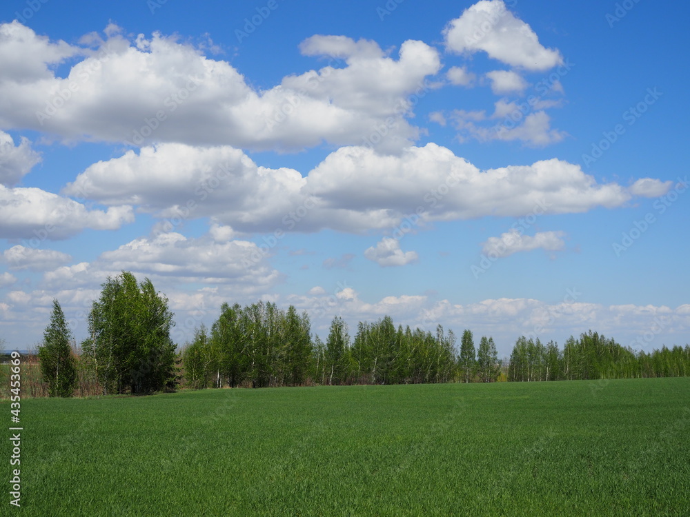 spring landscape with a view of a green field, a forest belt and a bright blue sky with clouds spring landscape with a view of a green field, a forest belt and a bright blue sky with clouds