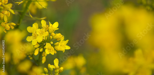 Cuadro en lienzo Detail blossoming rapeseed canola or colza