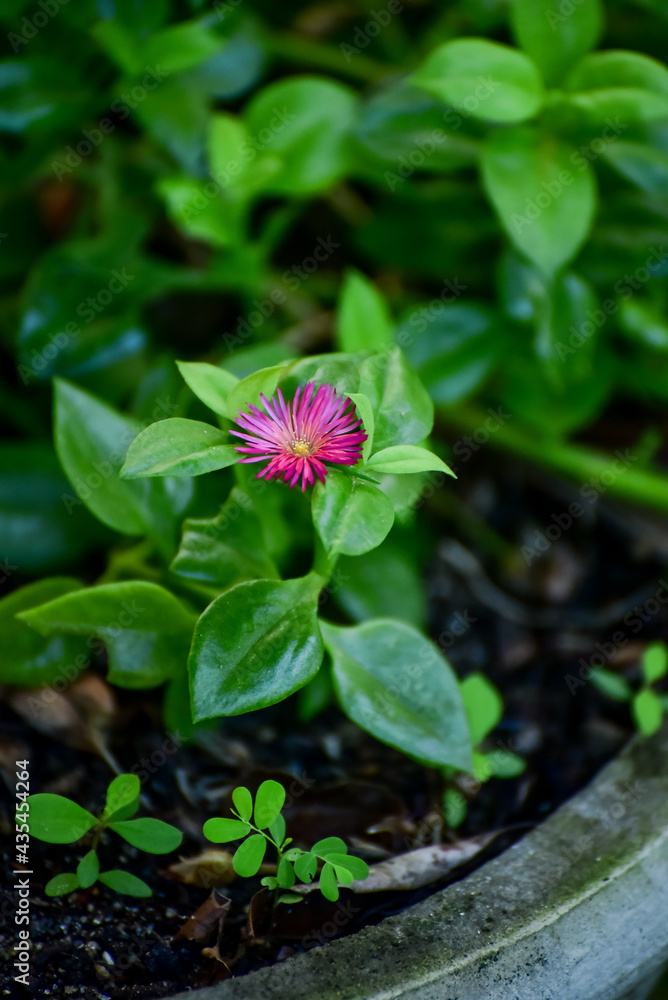 pink and white flower aptenia cordifolia baby sun rose, succulent plant pink and white flower aptenia cordifolia baby sun rose, succulent plant