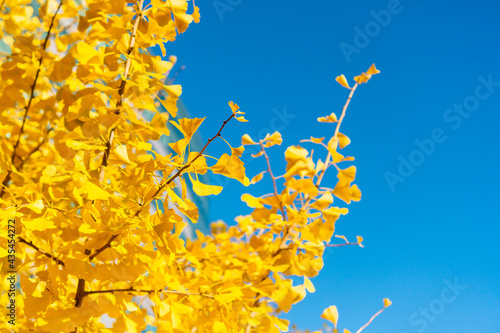 Photography autumn colors