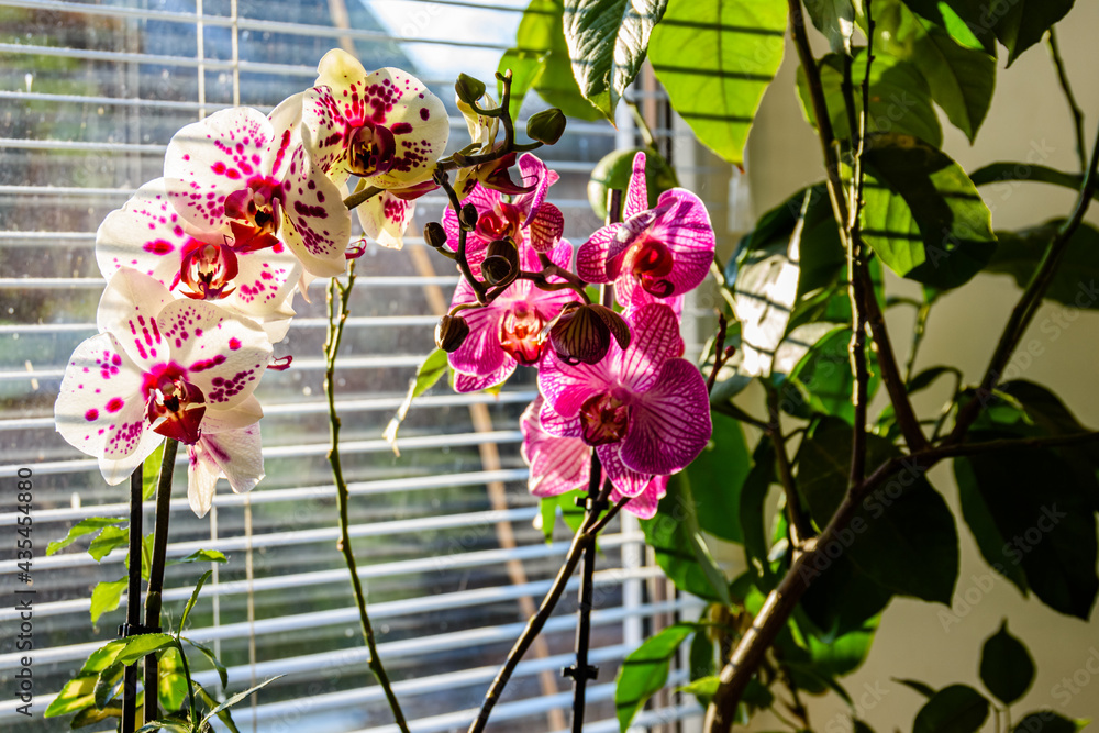 Orchid flowers on window with the jalousies