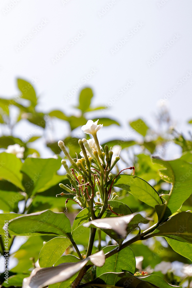 Chandni flower tree in india Tabernaemontana coronaria plant Chandni flower tree in india Tabernaemontana coronaria plant