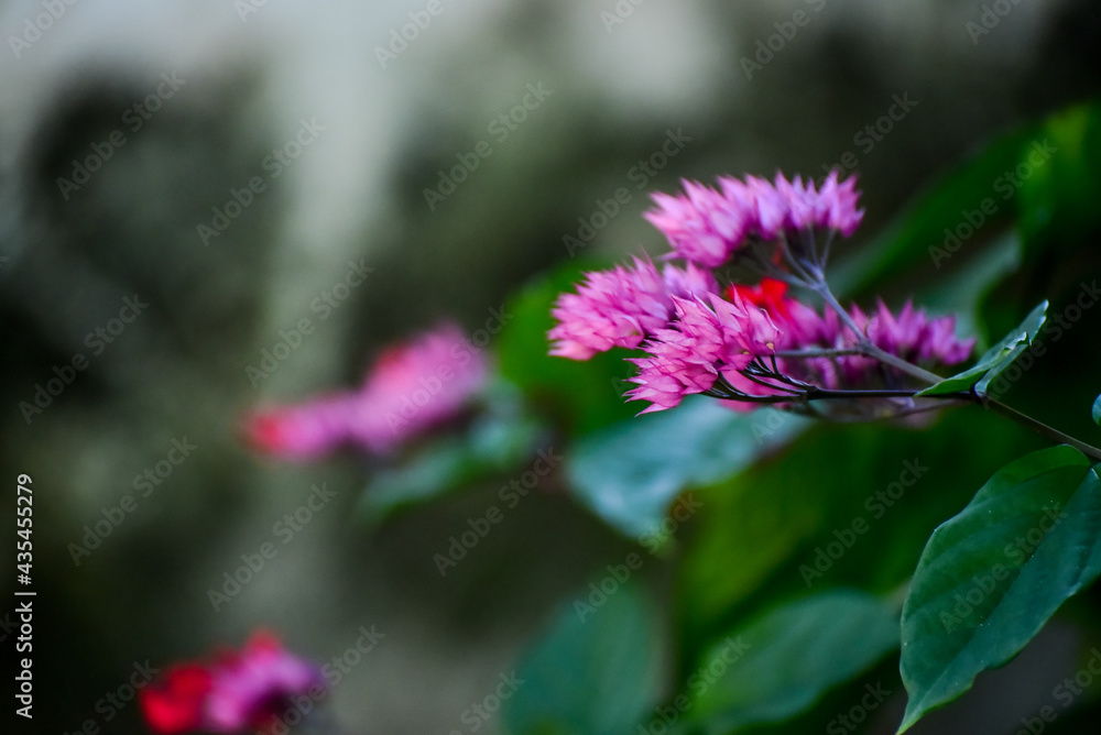 pink and red flowers in the garden, exotic flower, bleeding heart, clerodendrum delectum, natural flowers, fine art, flower in the garden, work of art, blurred image, blurred image, flower background pink and red flowers in the garden, exotic flower, bleeding heart, clerodendrum delectum, natural flowers, fine art, flower in the garden, work of art, blurred image, blurred image, flower background
