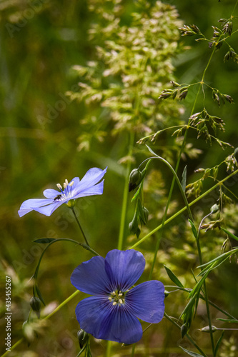 Wild flowers in forest