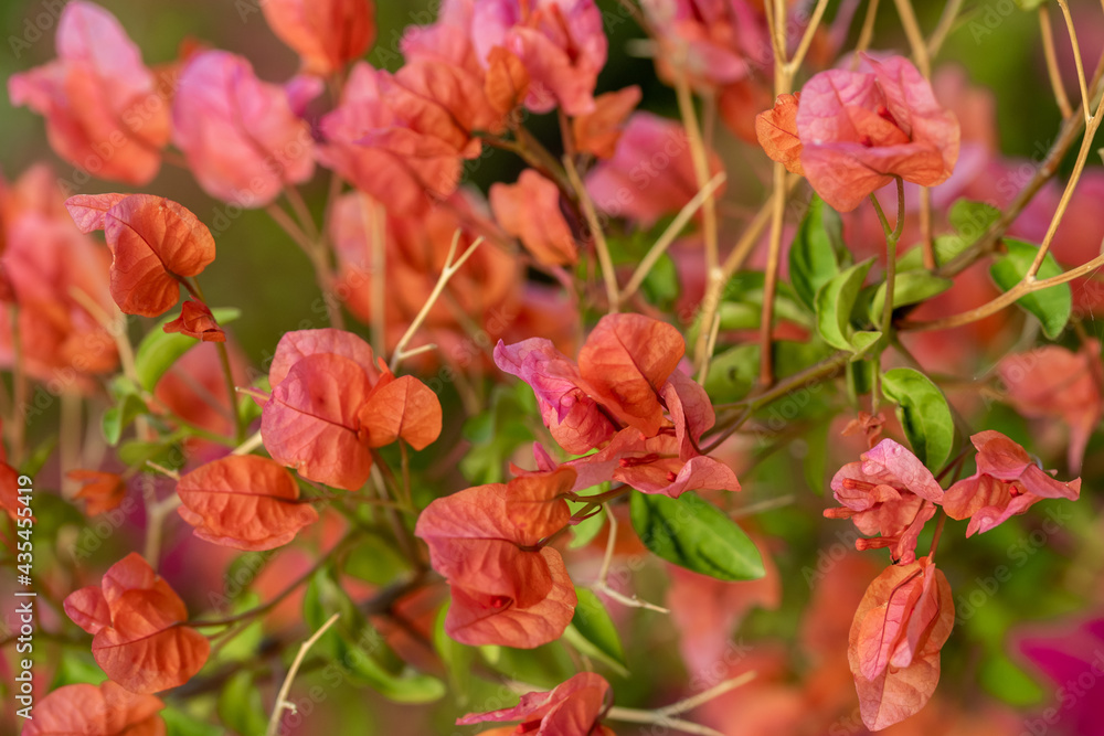 Lovely pink bougainvillea flowers in the garden. Lovely pink bougainvillea flowers in the garden.