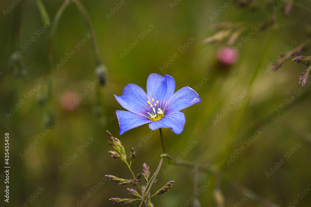 Fototapeta premium blue flowers in the forest