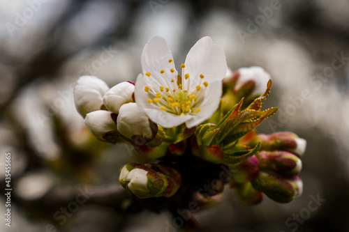 fruit tree buds 