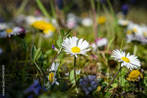 daisies in a field