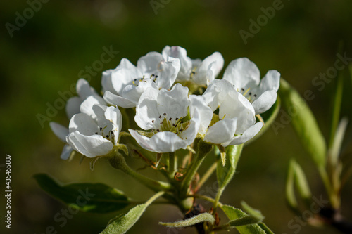 Wild white flowers