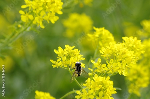 Syrphe butinant une fleur jaune © Cécile Haupas