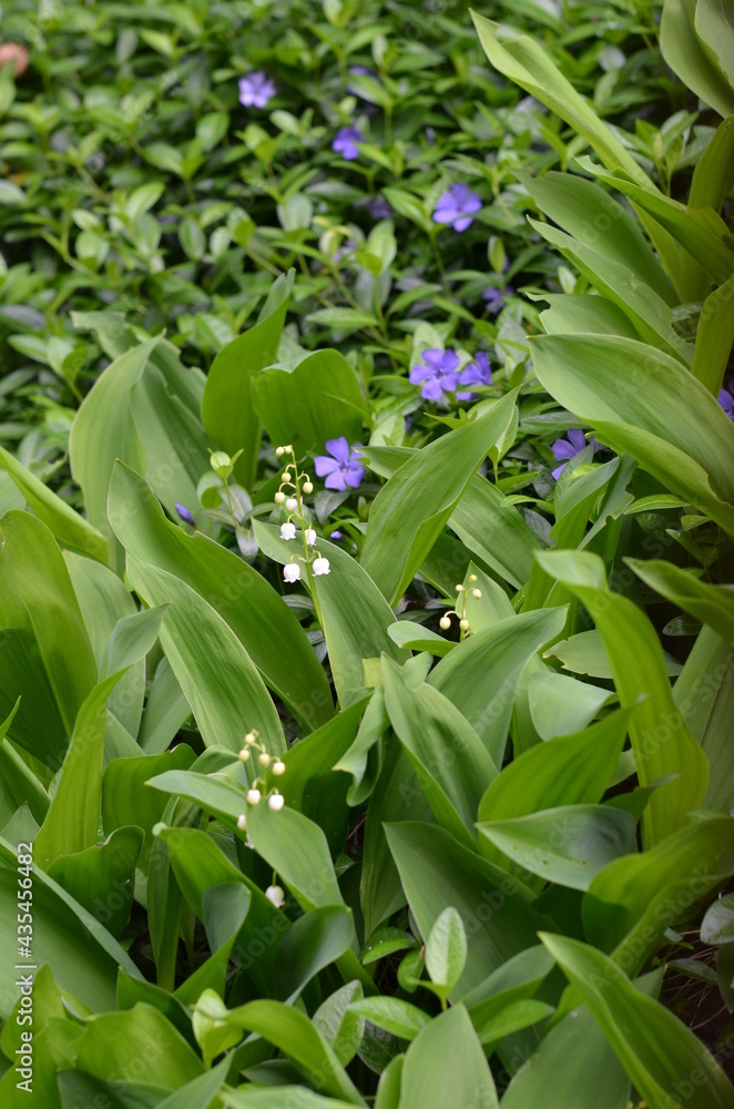 Obraz premium konwalia , konwalie ,