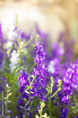 Nature composition. purple wild flowers. flower background 