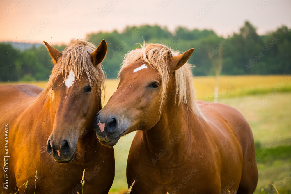 Fototapeta premium A beautiful, brown horses in the farm during the sunrise. Rural morning scenery of Northern Europe with farm animals.