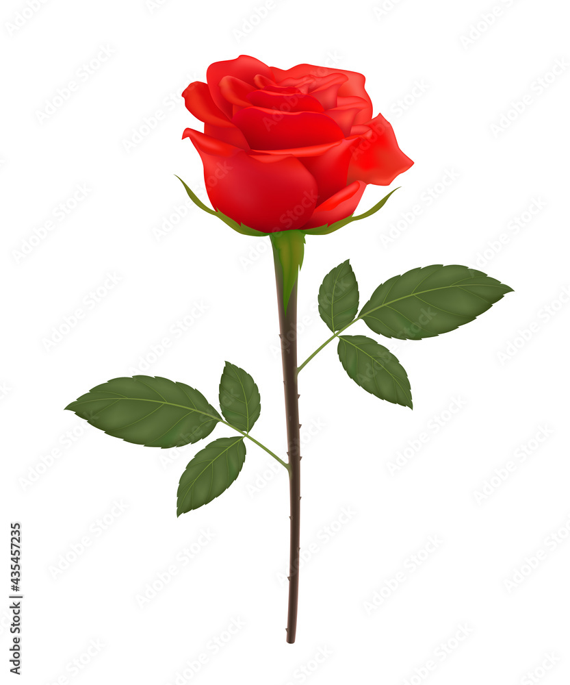 Realistic of red roses and green leaves isolated on white background. For romantic floral decoration decorate artwork for Valentine or Wedding Invitation card. 3D Vector SPS10. Realistic of red roses and green leaves isolated on white background. For romantic floral decoration decorate artwork for Valentine or Wedding Invitation card. 3D Vector SPS10.