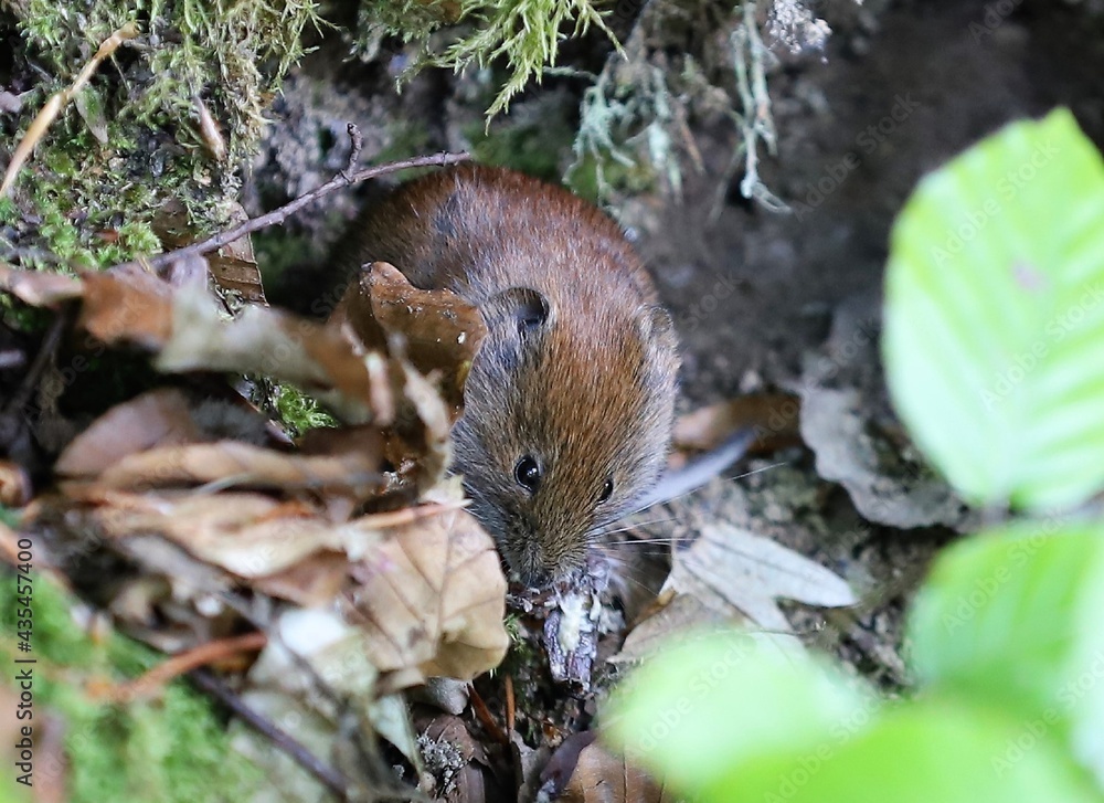 Obraz premium a Microtus arvalis mouse among the leaves on the ground in the forest
