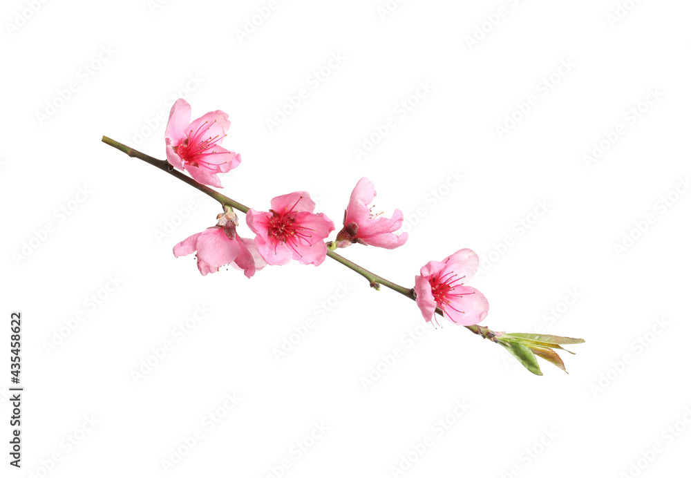 Fototapeta premium Beautiful sakura tree branch isolated on white